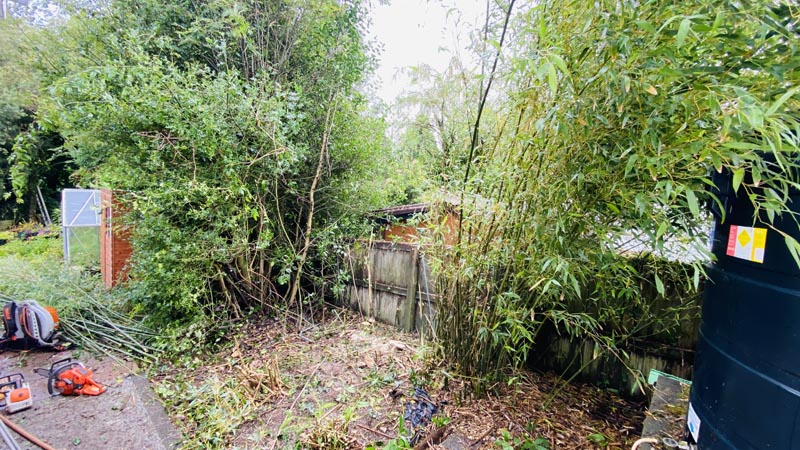 Bamboo Removal East Devon