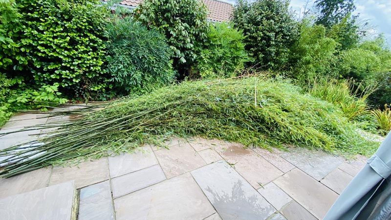 Bamboo Removal East Devon