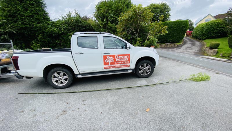 Bamboo Removal East Devon