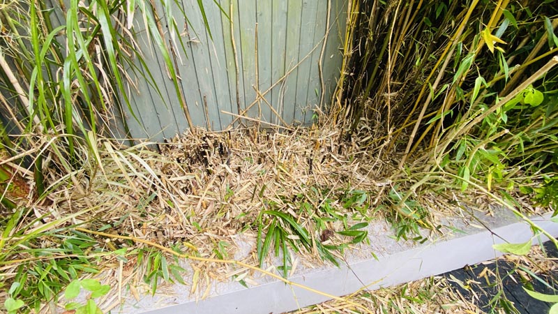 Bamboo Removal Exeter