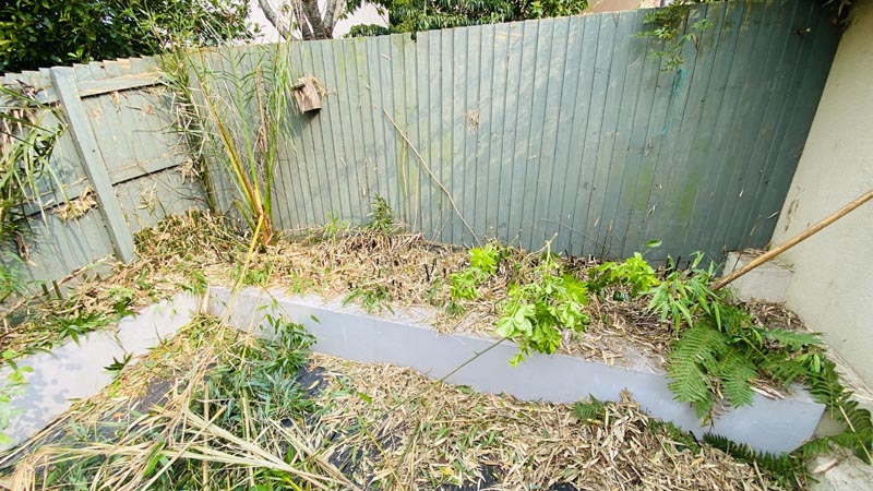 Bamboo Removal Exeter