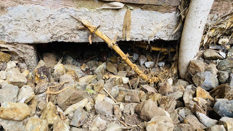 Bamboo Removal Mid Devon Bamboo Removal Mid Devon