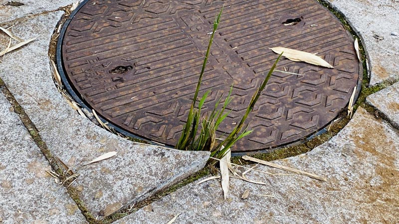 Bamboo Removal Mid Devon