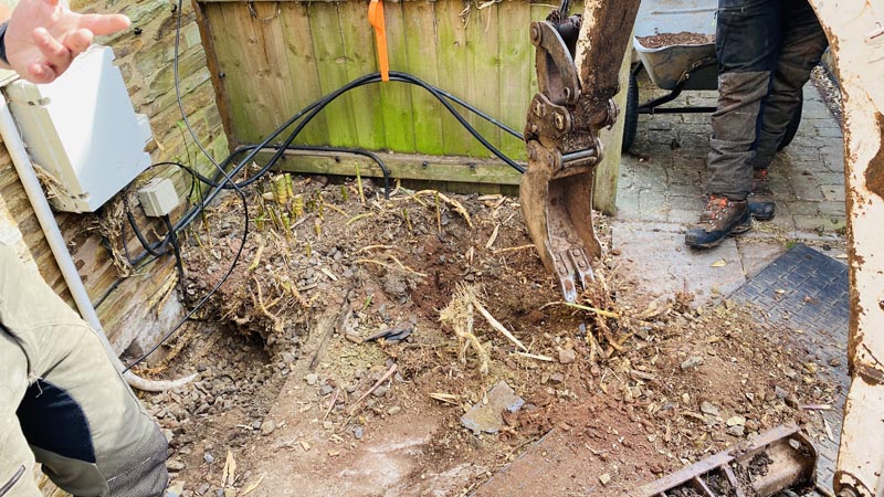Bamboo Removal Mid Devon Bamboo Removal Mid Devon