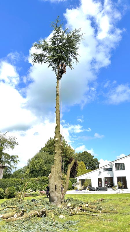 East Devon Tree Surgeons