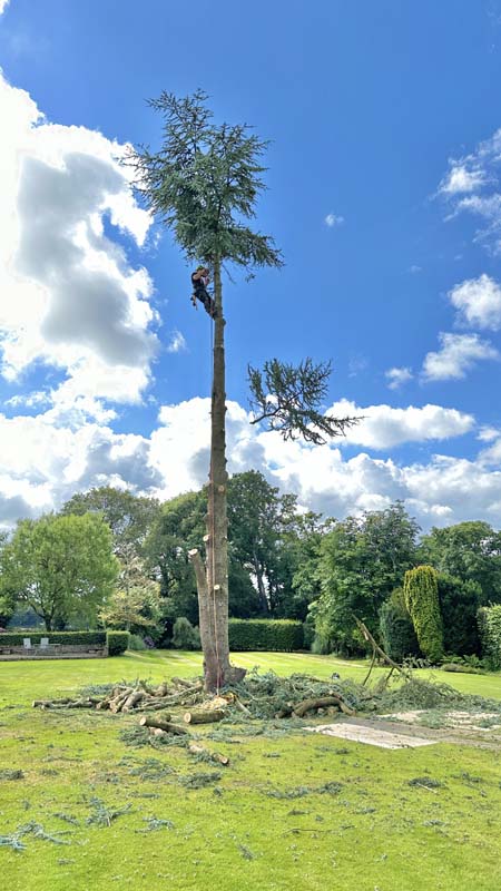 East Devon Tree Surgeons