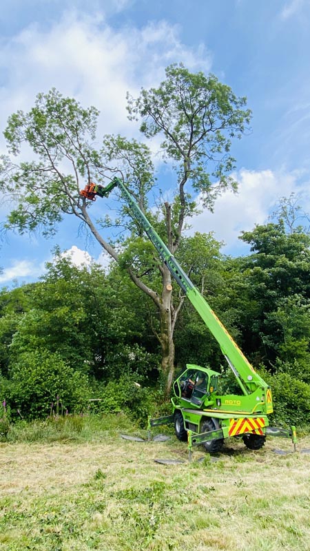 East Devon Tree Surgeons