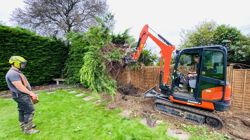 East Devon Tree Surgeons