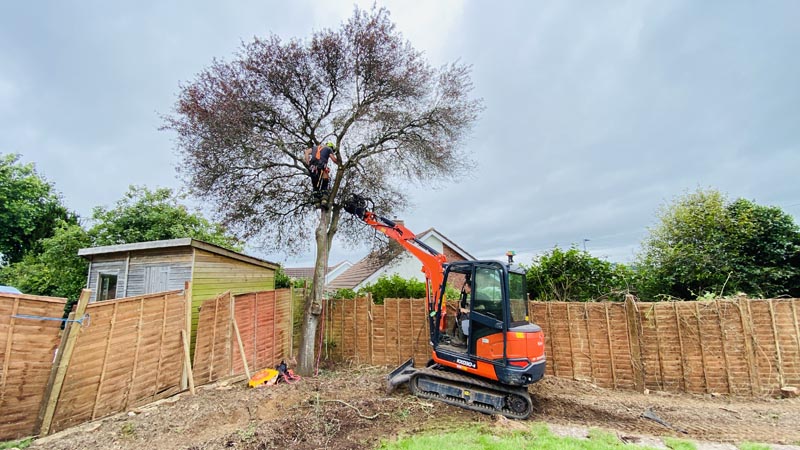 East Devon Tree Surgeons East Devon Tree Surgeons