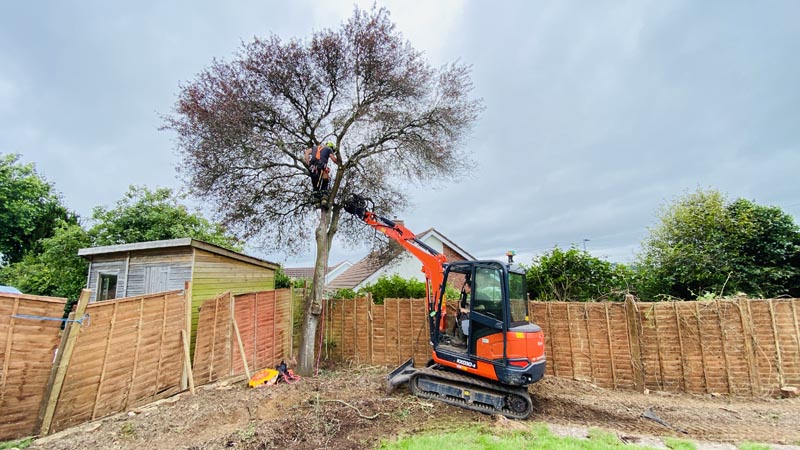 East Devon Tree Surgeons