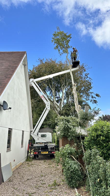 East Devon Tree Surgeons