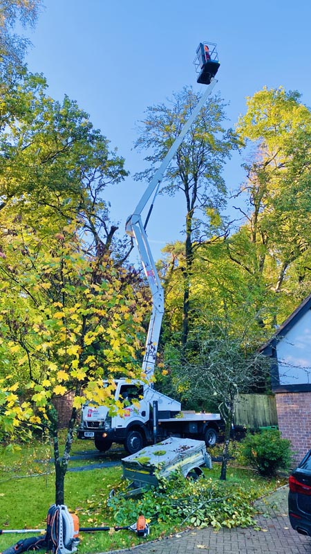 East Devon Tree Surgeons East Devon Tree Surgeons