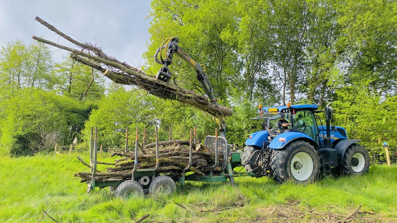 East Devon Tree Surgeons