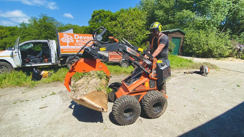 Tree Removal East Devon