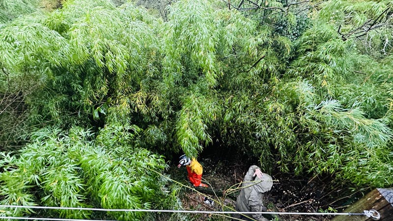 Bamboo Removal Whimple