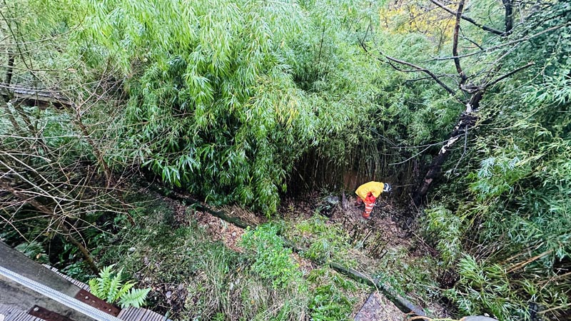 Bamboo Removal Whimple Bamboo Removal Whimple