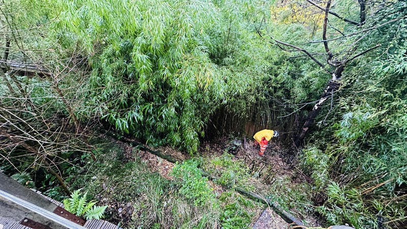 Bamboo Removal Devon Somerset Dorset