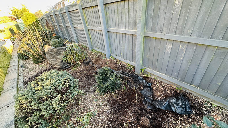 Bamboo Removal Exmouth Bamboo Removal Exmouth