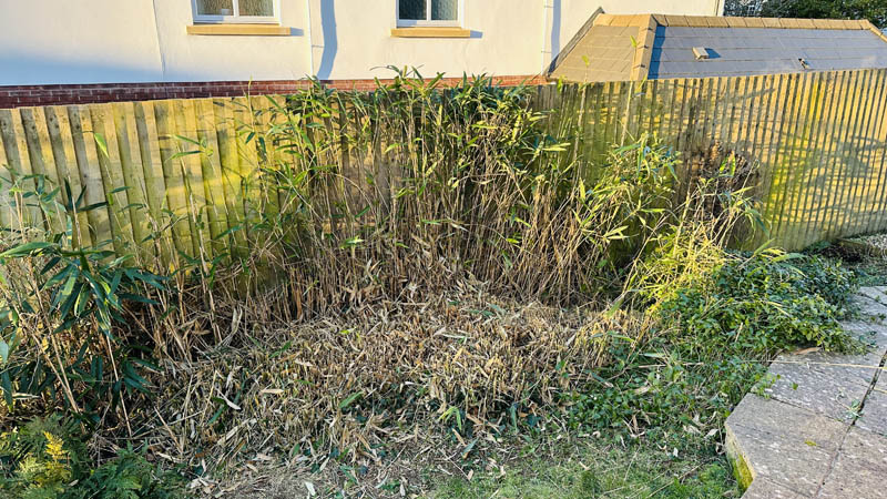 Bamboo Removal Exmouth Bamboo Removal Exmouth