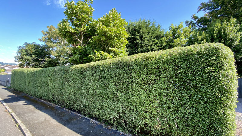 Hedge Cutting Hedge Cutting