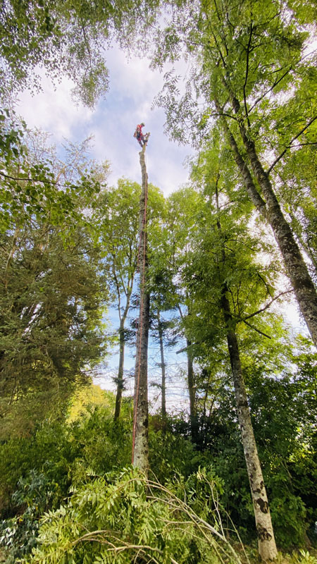 Tree Surgeon In Exmouth