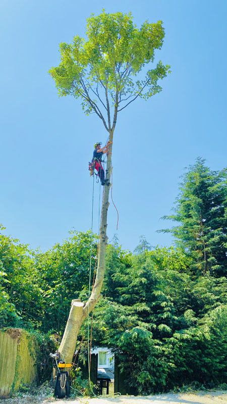Tree Surgeon in Newton Poppleford